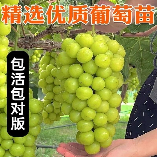 苍溪县阳光玫瑰葡萄苗