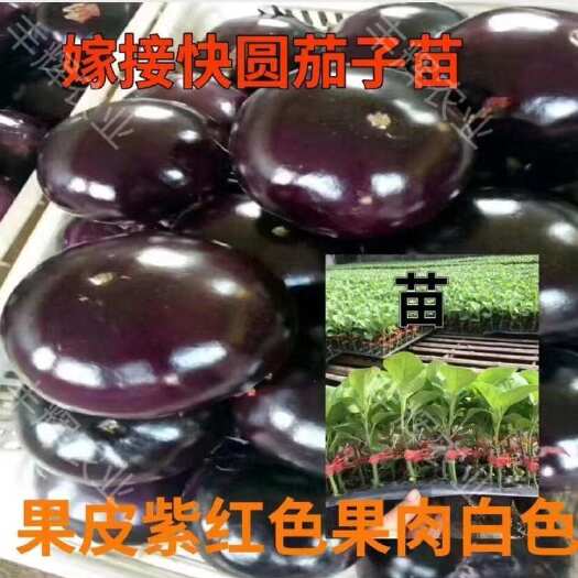 寿光市嫁接黑宝圆茄，紫萼长茄，绿冠，绿萼长茄  抗病性好，产量高