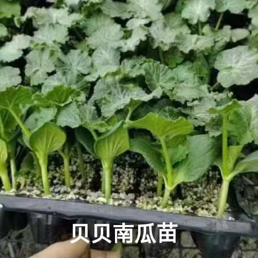 贝贝南瓜苗 抗病 产量好 育苗基地直发!