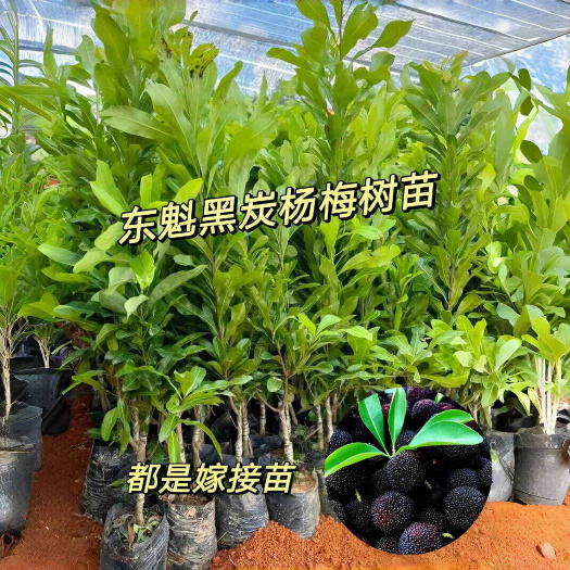 灵山县全年供应东魁杨梅正品嫁接苗，量大优惠