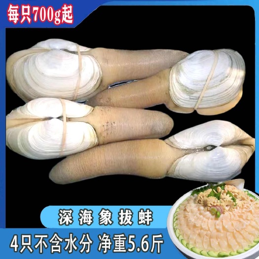深海象拔蚌刺身级别新鲜顺丰液氮锁鲜冻发贝壳类家庭囤货装