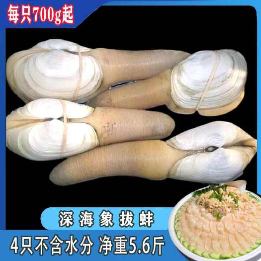 上海深海象拔蚌刺身级别新鲜顺丰液氮锁鲜冻发贝壳类家庭囤货装