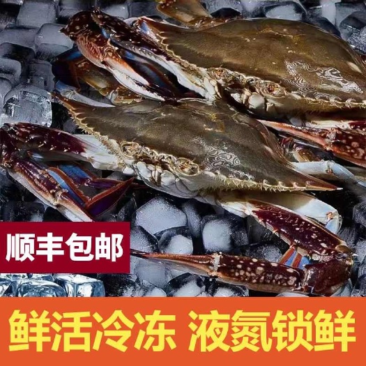 连云港【冷链包邮 】鲜活速冻新鲜梭子蟹公蟹螃蟹飞蟹海蟹海捕批发