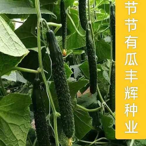 黄瓜嫁接苗密刺黑油亮绿瓤黄瓜苗 产量好早春越夏 品种