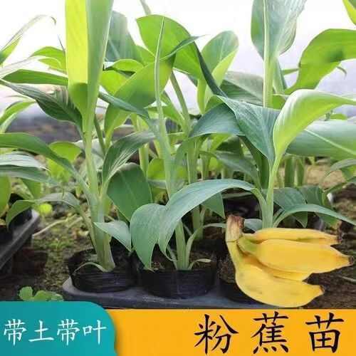灵山县全年供应粉蕉苗，包邮带营养杯发货，基地直销，量大价格优惠。