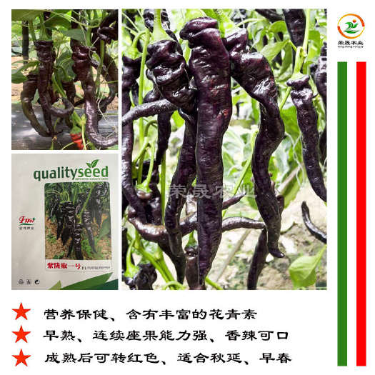 寿光市紫陇椒一号辣椒种子黑紫色螺丝椒陇椒含花青素特色紫黑色辣椒中籽