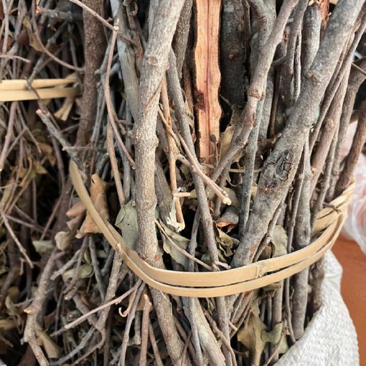 桑寄生  有条 有片两种