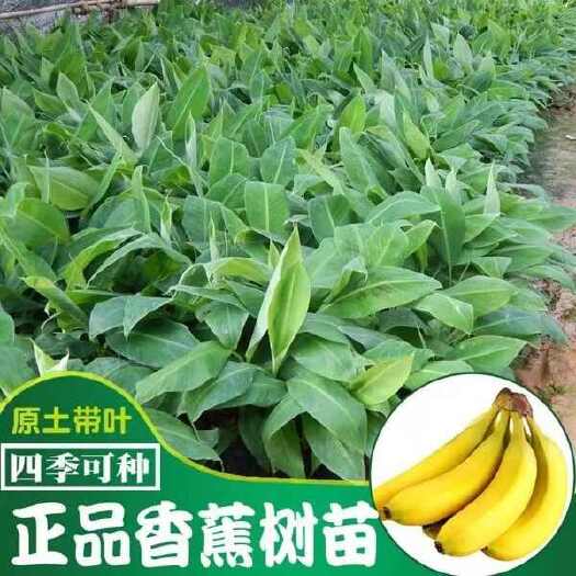 灵山县全年供应香蕉苗树矮化蕉当年结果南北方种植四季香蕉树苗带土带叶
