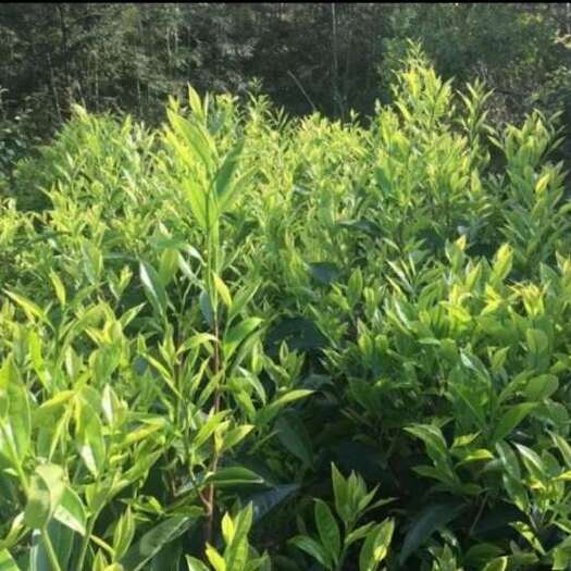 陆河县陆河单丛茶，茶青代收，有需要的老板请联系