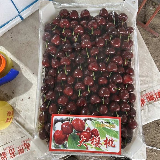 安丘市山东美早樱桃大落价！