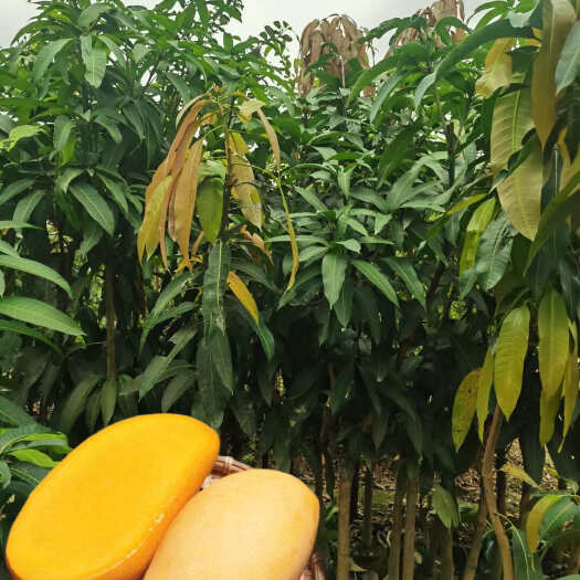 灵山县金煌芒果苗 产量高 果实纯甜无酸 易种植
