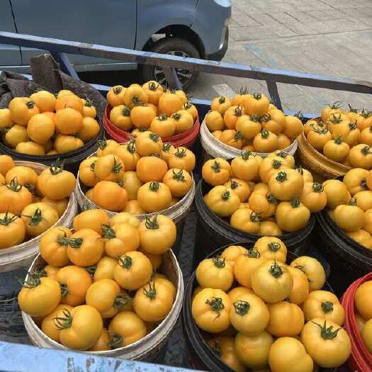 寿光市大圆黄口感柿子