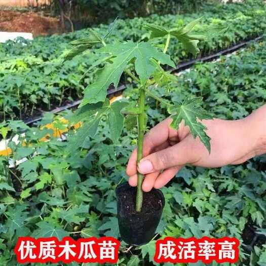 灵山县全年供应矮化大青木瓜苗基地直发，量大价格优惠。