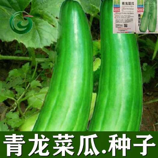 邵东市青龙菜瓜种子酱瓜香瓜甜瓜蔬菜种子春秋两季栽培抗病老品种菜