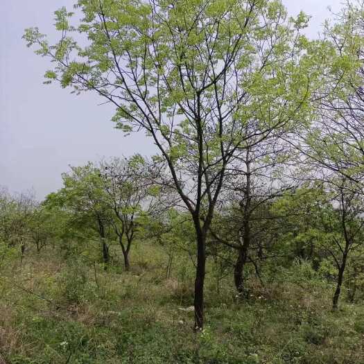 南京黄连木价格，黄连木产地