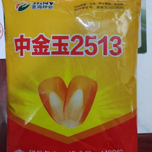 聊城国审中金玉2513中国农科院科研力作广适高抗产玉米