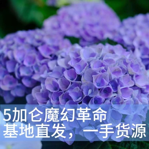 成都5加仑魔幻革命大花绣球