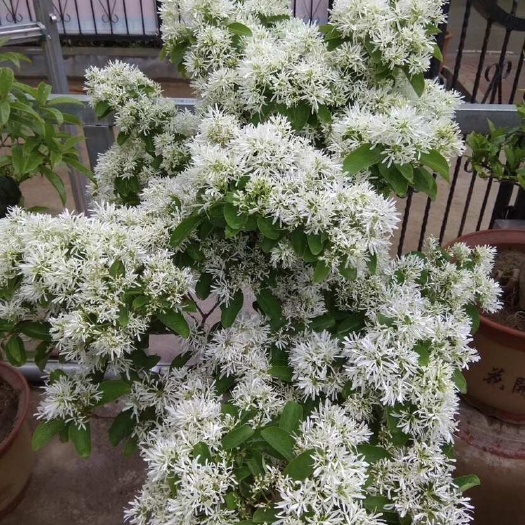 临沂流苏根细粗盘根清地处理，盘根疙瘩流苏