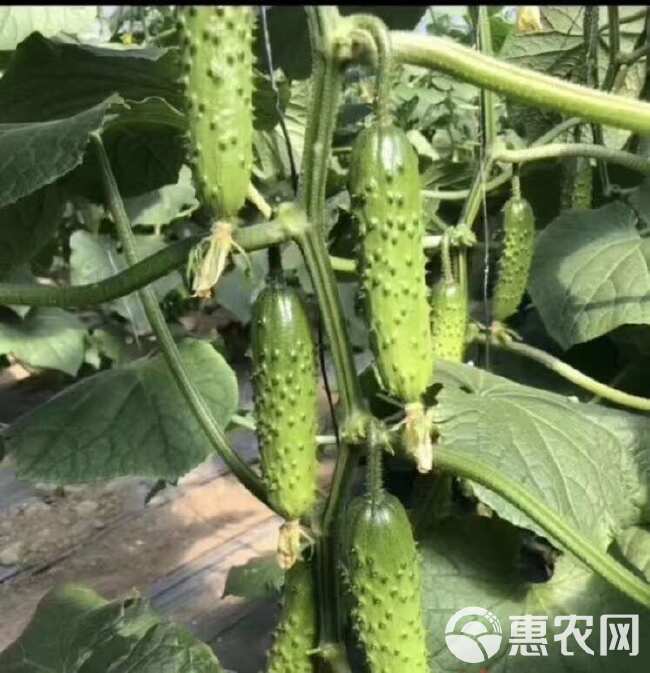 黄瓜嫁接苗密刺黑油亮绿瓤黄瓜苗 产量好早春越夏 品种