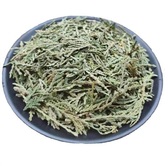 亳州侧柏叶中药材侧柏叶扁柏叶