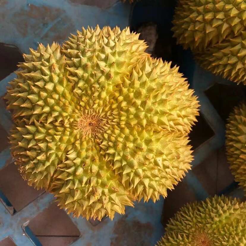 榴莲