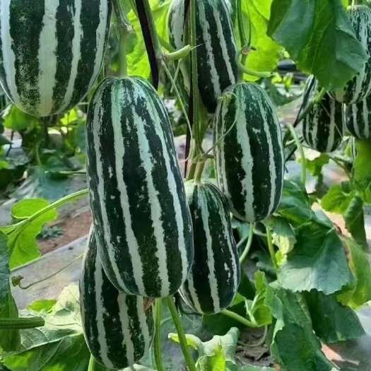 大荔县甜瓜