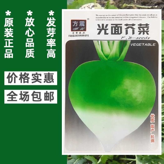 邵东市光面芥菜种子辣疙瘩芥菜种籽地下大头菜春秋四季农家盆栽蔬菜籽