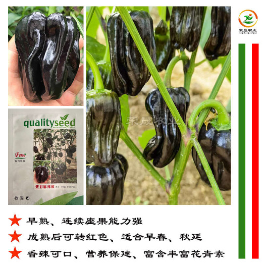寿光市紫彩麻辣椒种子早熟皱皮泡椒苏椒灯笼椒虎皮椒甜椒黑紫色麻椒种籽