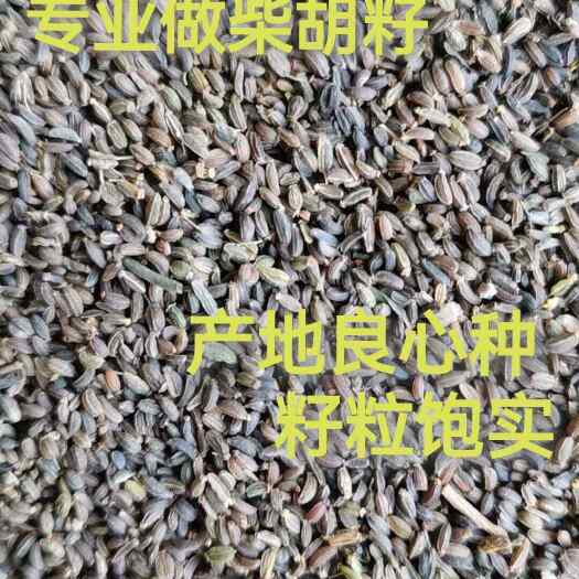 陇西县当年新采小柴胡种子红柴胡种籽四季育苗中药材种子南北方种植