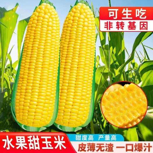 邵东市水果玉米种子超甜双色玉米大棒甜糯玉米种子南方蔬菜种子