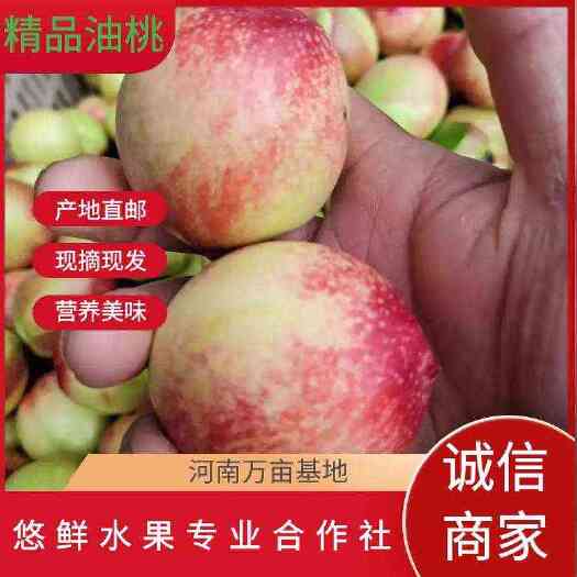油桃 河南露天早熟518油桃/24年新果，脆甜可口，产地直发