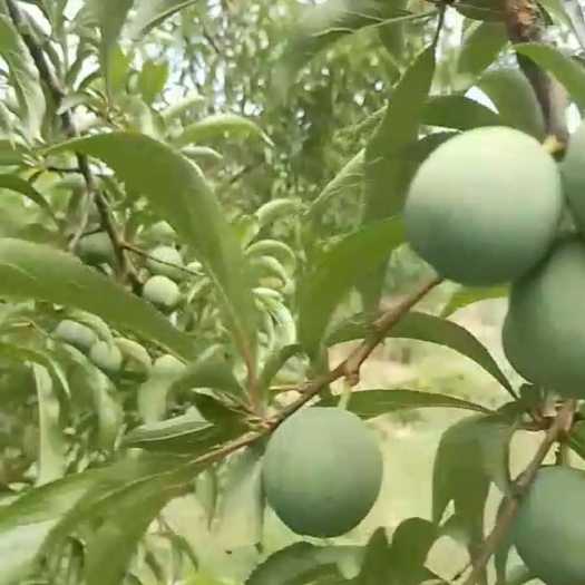  蜂糖李