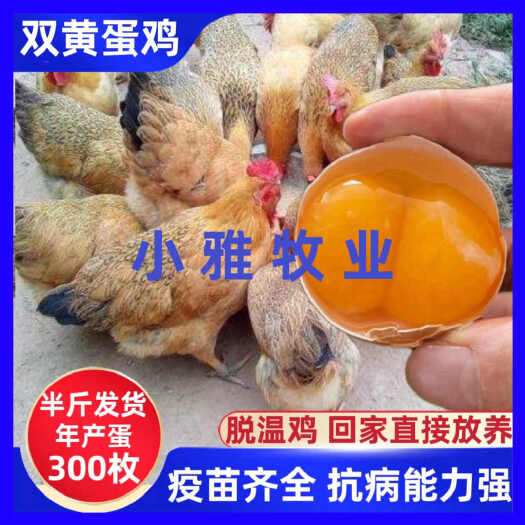 脱温双黄蛋鸡苗0.5斤一3.2斤留言要公母包邮到家产蛋王