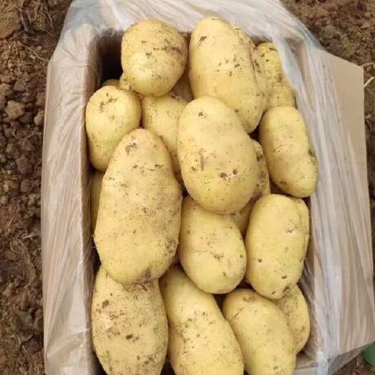 滕州市荷兰十五黄皮黄心产地直发质优价廉