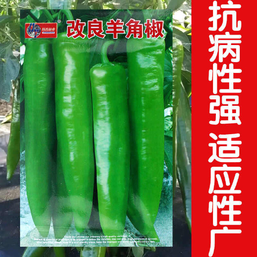 邵东市改良羊角椒种子特大牛角椒辣椒种籽辣味浓果型大大田抗病辣椒