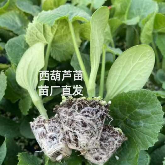 寿光市西葫芦苗 绿条油亮瓜条顺直早春越夏秋延 越冬 四季供应西葫芦