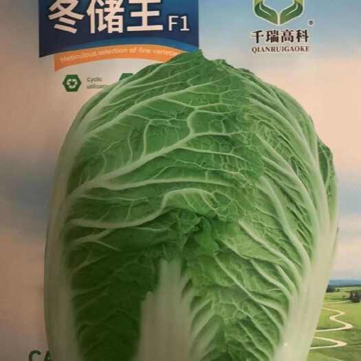 邵东市脆甜大白菜种子大白菜种籽山东白菜种孑四季庭院大田蔬菜种子