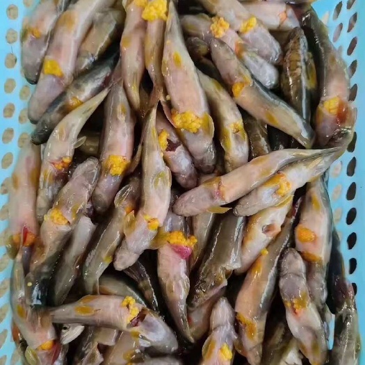 水中人生，红尾钢鳅