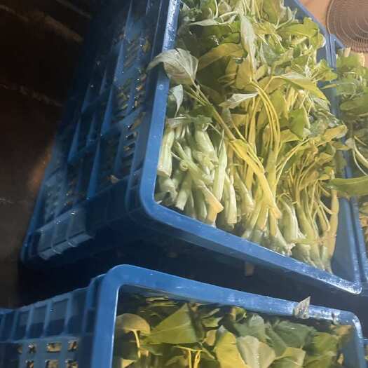 珠海空心菜 白梗
