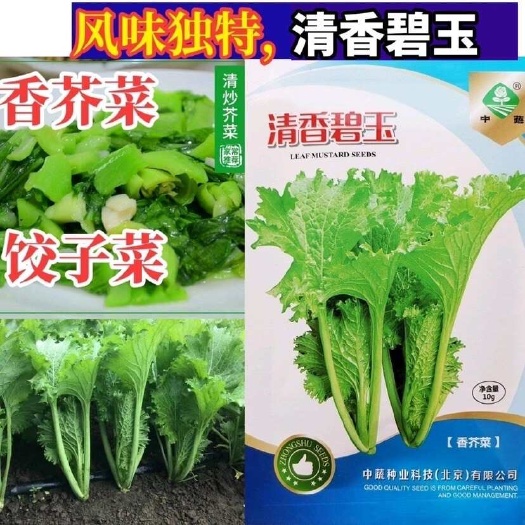长沙中蔬大叶香芥菜种子清香碧玉耐热盆栽四季包饺子用苗用大叶