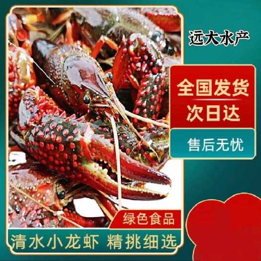 洪湖市小龙虾 全国发货 产地直销 龙虾