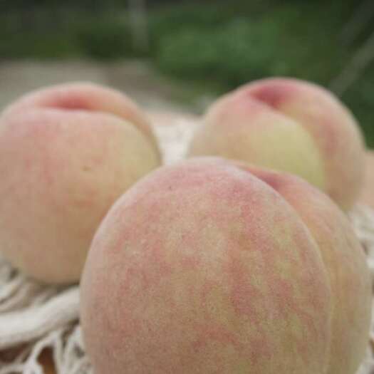 新沂市白凤桃