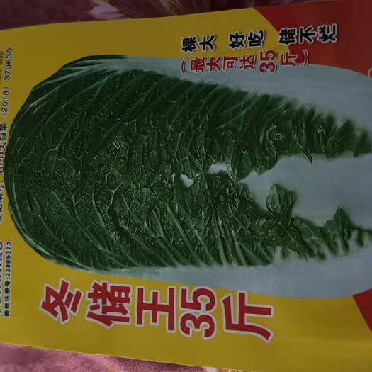 邵东市冬储35斤秋播大白菜种子东北特大北方耐寒耐储藏越冬白菜籽