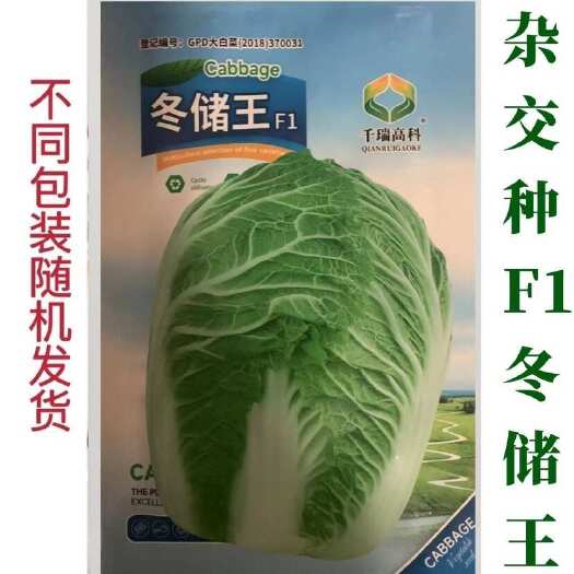邵东市冬储王F1大白菜种子秋冬大田菜地耐寒耐储白菜种子四季蔬菜