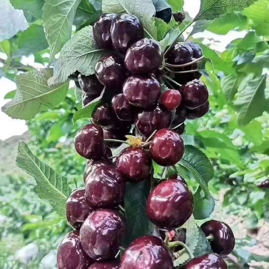 汉源县黑珍珠樱桃  高海拔绿色产品！