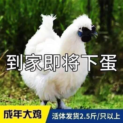 太和县白羽乌鸡2斤一2.5斤活体要公母留言发货包活包邮到家
