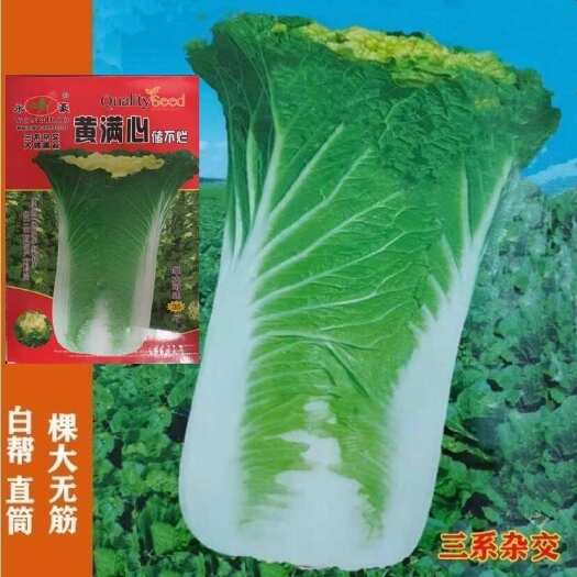 邵东市满心黄储不烂大白菜种子黄心白帮直通大棵菜籽腌酸菜蔬菜种子大全
