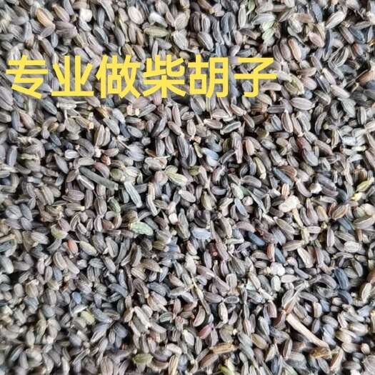 陇西县新产柴胡种籽红柴胡种子中药材种植甘肃狭叶柴胡四季播种