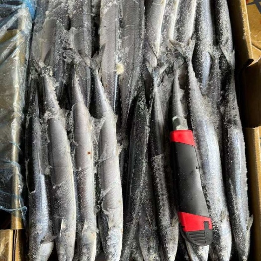 秋刀鱼 鲜 3号新鲜冷冻深海海鲜烧烤食材