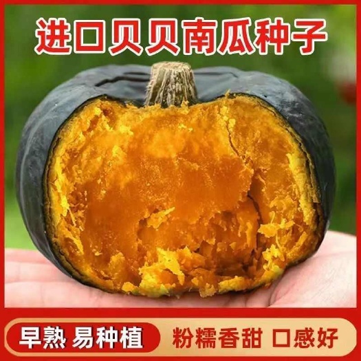 邵东市绿贝贝南瓜种子日本板栗小南瓜种子粉糯香甜春秋季播蔬菜种籽